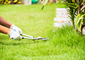 Garden Maintenance London Area